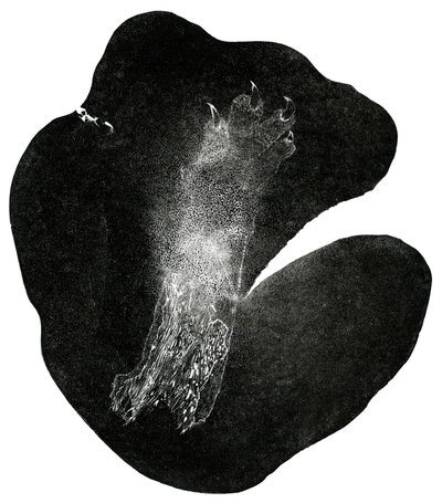 Pata de Garra, 2014 de Bella Larsson
